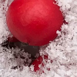 Meet your Posher, Kitty